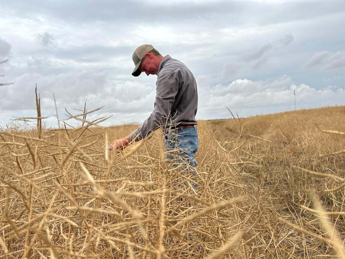 Sask. farmers react to ‘devastating news’ of China targeting Canadian canola with trade investigation