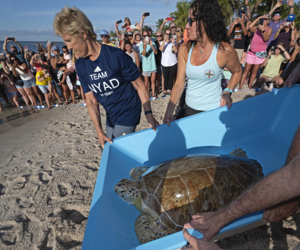 In this photo provided by the Florida Keys News Bureau, Diana Nyad, left, and Bette Zirkelbach, right, manager of the Florida Keys-based Turtle Hospital, carry "Rocky," a rehabilitated green sea turtle, across an Atlantic Ocean beach Sunday, Oct. 22, 2023, in Key West, Fla. "Rocky" was released into the Atlantic as part of a weekend 10th anniversary celebration commemorating Nyad's successful 2013 swim from Cuba to Key West, ending at the same beach. Rescued in January and transported to the Turtle Hospital, "Rocky" required an eight-hour intestinal surgery, breathing treatments, a blood transfusion and months of medications to survive. In 2013, at age 64, Nyad swam continuously for 52 hours and 54 minutes across the Florida Straits from Havana to the island city. (Andy Newman/Florida Keys News Bureau via AP)