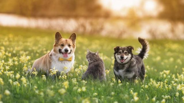 Why cats are more independent than dogs - The Economic Times