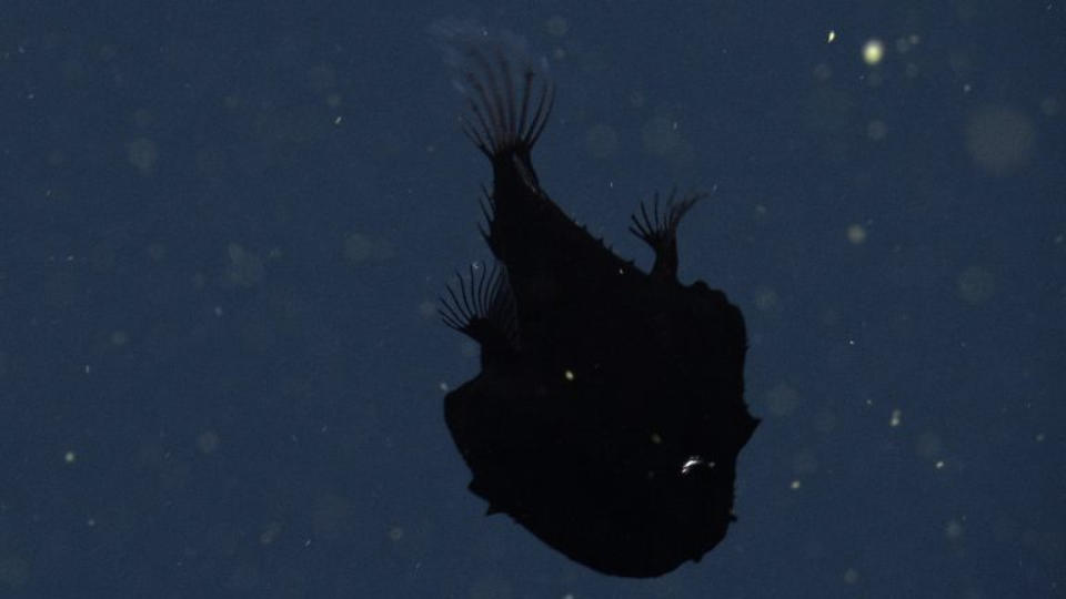 A silhouette of a fish against a watery back drop