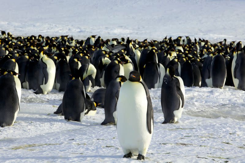 FILE PHOTO: Emperor penguins are seen in Dumont d'Urville, Antarctica