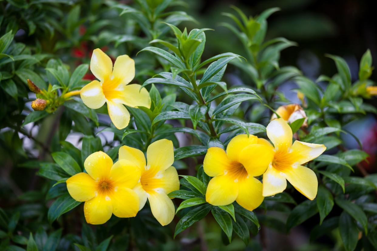 Tropical shrubs like allamanda grow better in organically enriched soil.