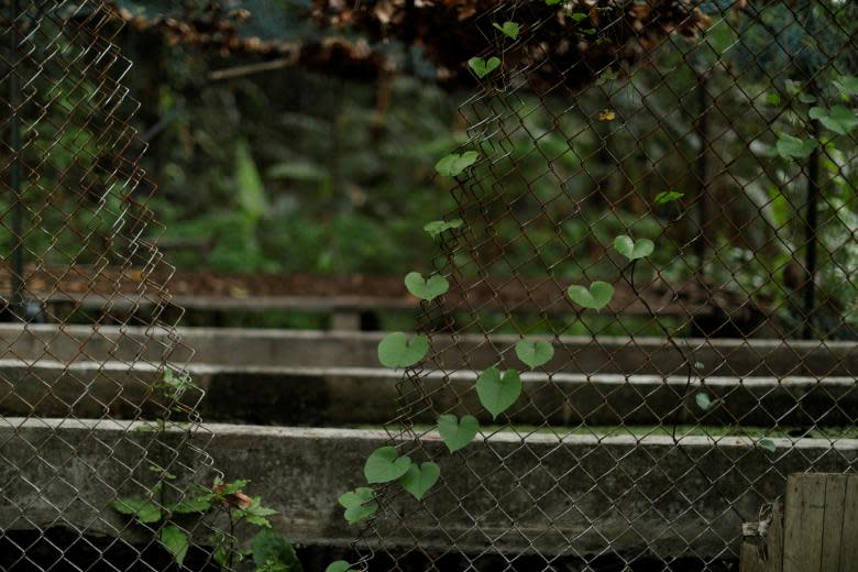 El jardín botánico de Caracas, que es Patrimonio de la Humanidad, está moribundo