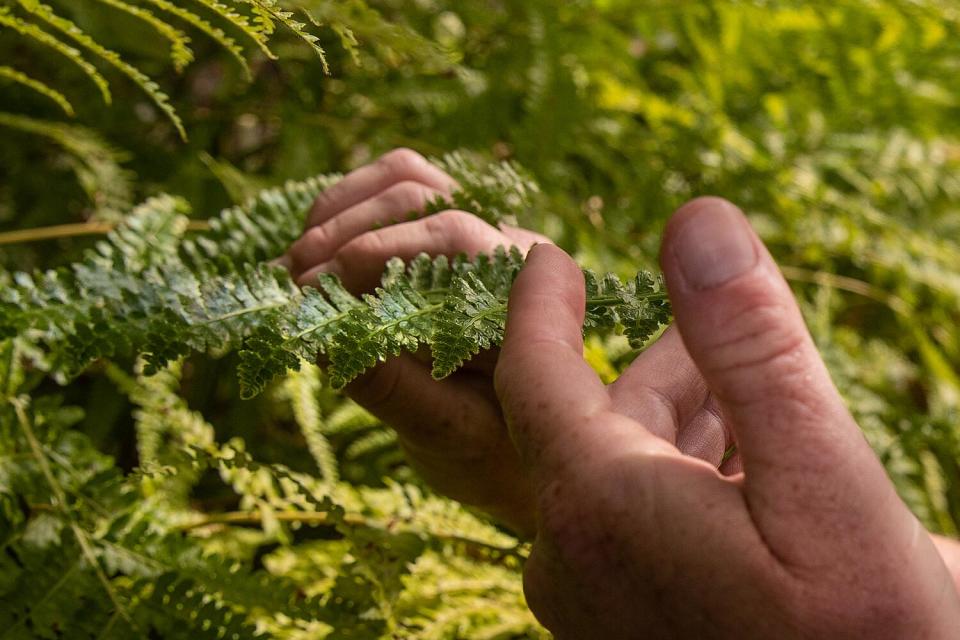 Hands holding fronds of coastal woodfern