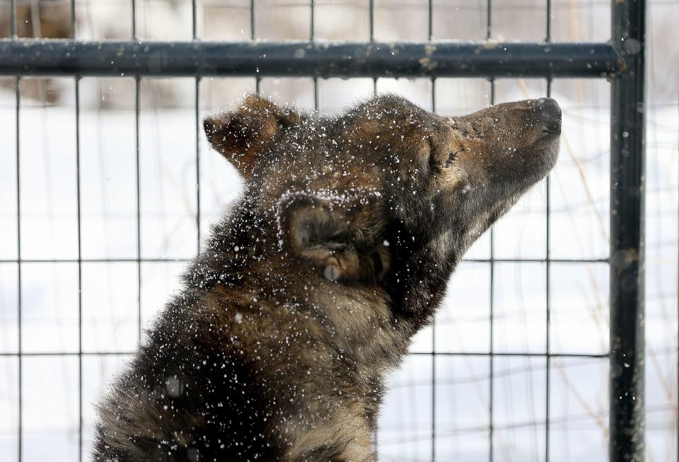 Snow falls on Humberto, a blind sled dog, at Rancho Luna Lobos in Peoa, Utah, on Thursday, Jan. 11, 2024. Humberto has excelled as a lead sled dog, even after having both eyes removed. | Kristin Murphy, Deseret News