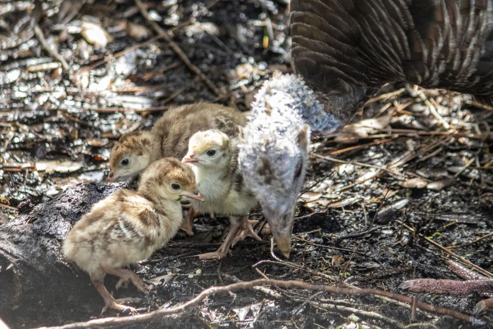 Giblet hatched three Osceola turkey chicks on Sept. 9 and 10.