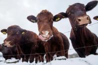 Britain's Met Office warned rural communities could be cut off for days by snowdrifts