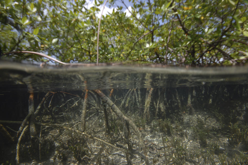 This photo provided by the Lawrence Berkeley National Laboratory in June 2022 shows mangroves in the Guadeloupe archipelago in the French Caribbean where the Thiomargarita magnifica bacteria were discovered. A team of researchers at the Department of Energy (DOE) Joint Genome Institute (JGI), Lawrence Berkeley National Laboratory (Berkeley Lab), the Laboratory for Research in Complex Systems (LRC), and the Université des Antilles, characterized the bacterium composed of a single cell that is 5,000 times larger than other bacteria. (Pierre Yves Pascal/Université des Antilles via AP)