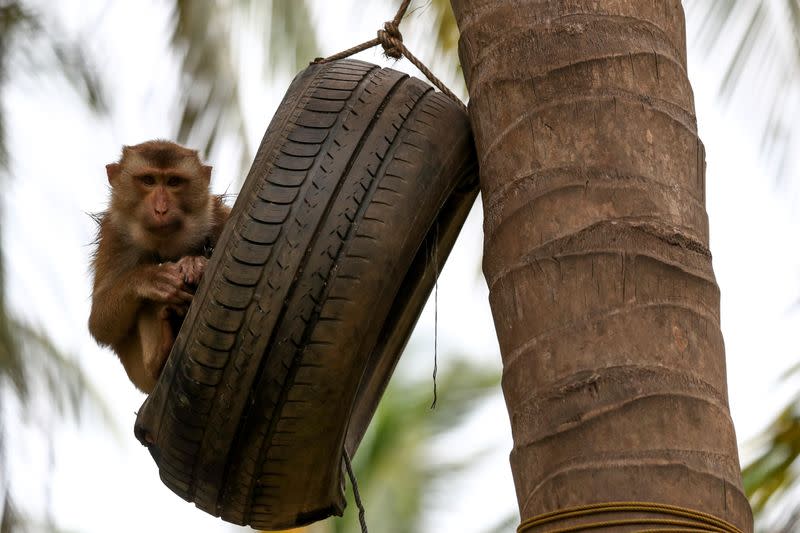 A monkey looks on during a training session at a monkey school for coconut harvest in Surat Thani province