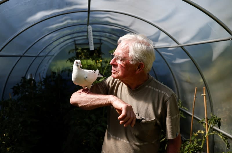 Xavier Bouget, who built a strong relation with a wild pigeon, stands in his greenhouse in Gommenec'h