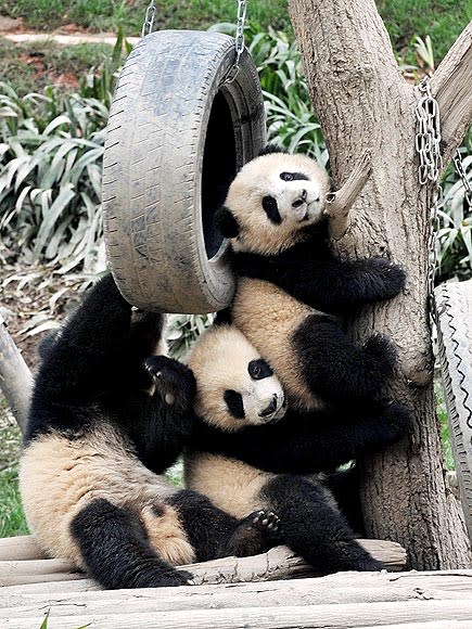 PANDA PILE-UP