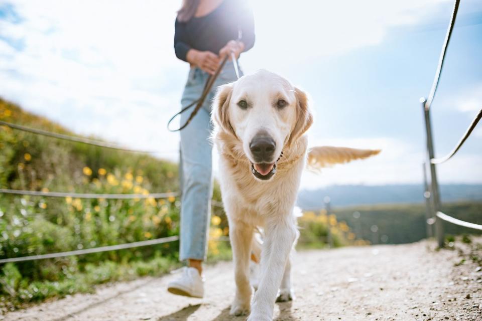 golden retriever walking with woman