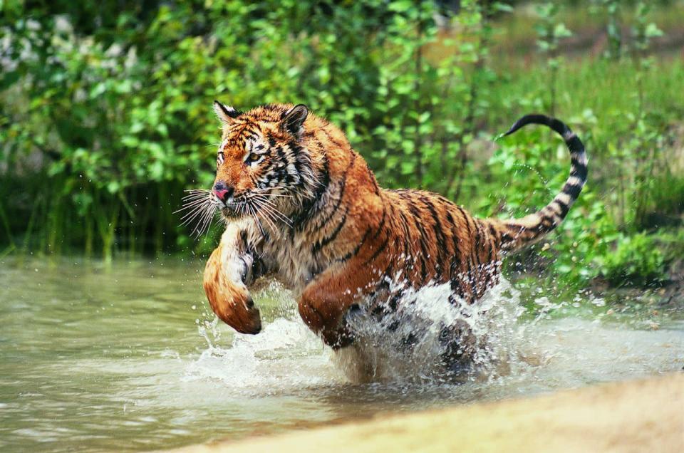 A la recherche des tigres en Inde