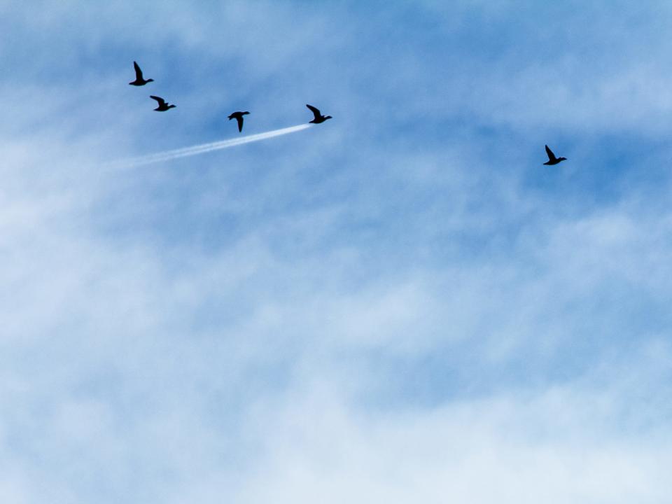 "Duck Speed" by John Threlfall. Ducks flying line up with an airplane's cloud trail.