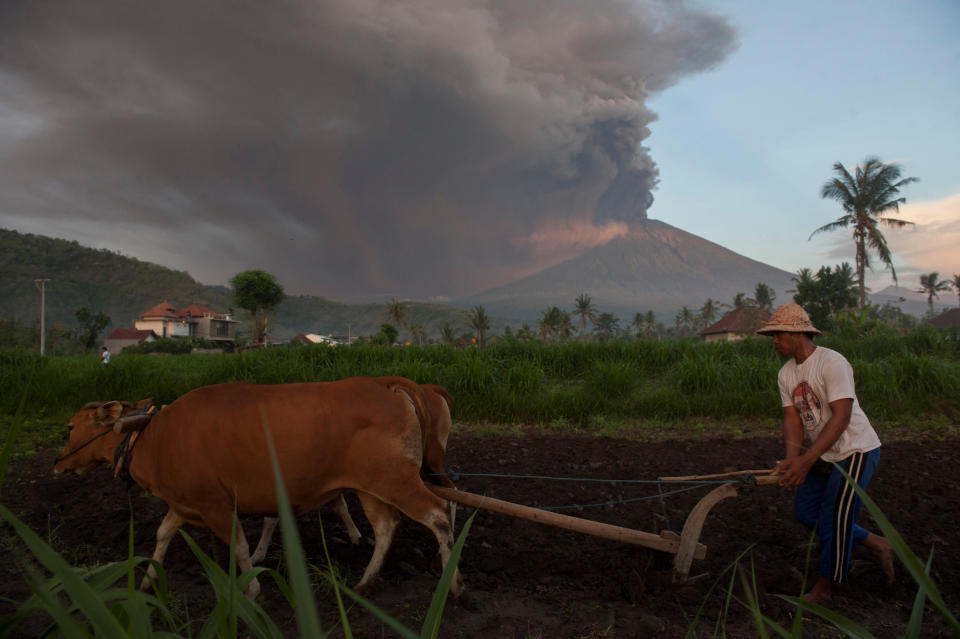 A farmer ploughs his field as Mount Agung erupts in the background in Culik Village on Saturday.&nbsp;