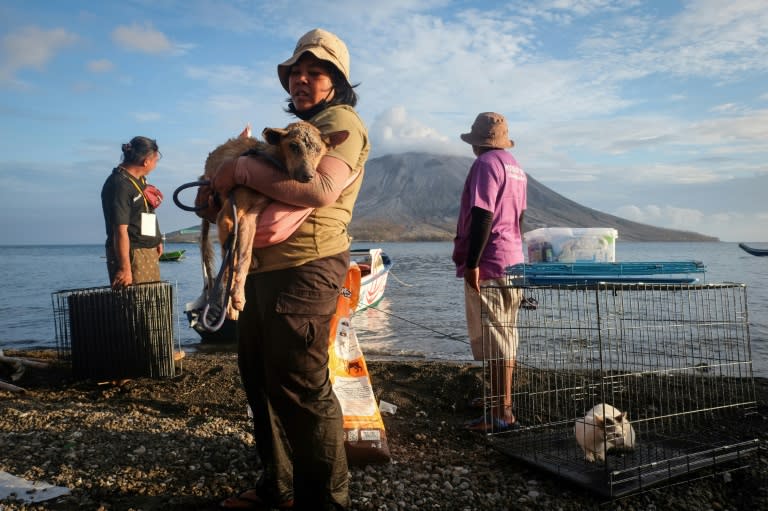 A volunteer carries a wounded dog rescued from the foot of Mount Ruang (Ronny Adolof BUOL)