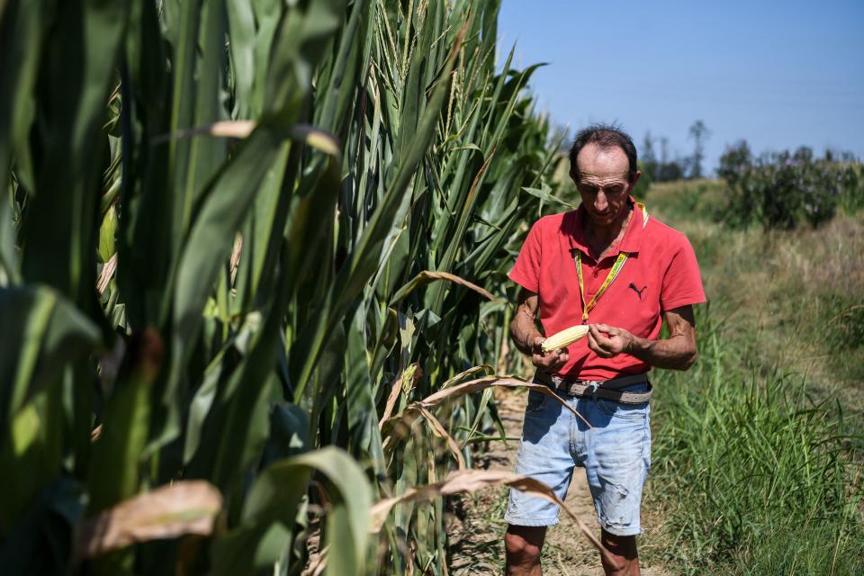 Farmer Achille Crespiatico shows a dry cob of corn in Spino d'Adda, on July 11, 2022 as Italy is hit by the worst drought in 70 years. - Crespiatico claims that 70% of his corn fields and 100% of his stable meadows are ruined. (Photo by Piero CRUCIATTI / AFP) (Photo by PIERO CRUCIATTI/AFP via Getty Images)