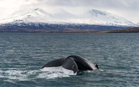 Whale Watching Akureyri - Credit: istock