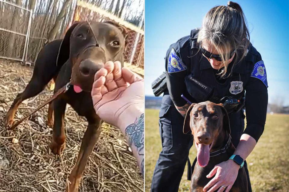 <p>South Bend Police Department/Facebook</p> Zeus when he was found by the South Bend Police Department (left) and after his adoption with his new owner, officer Stephanie Northcutt (right)