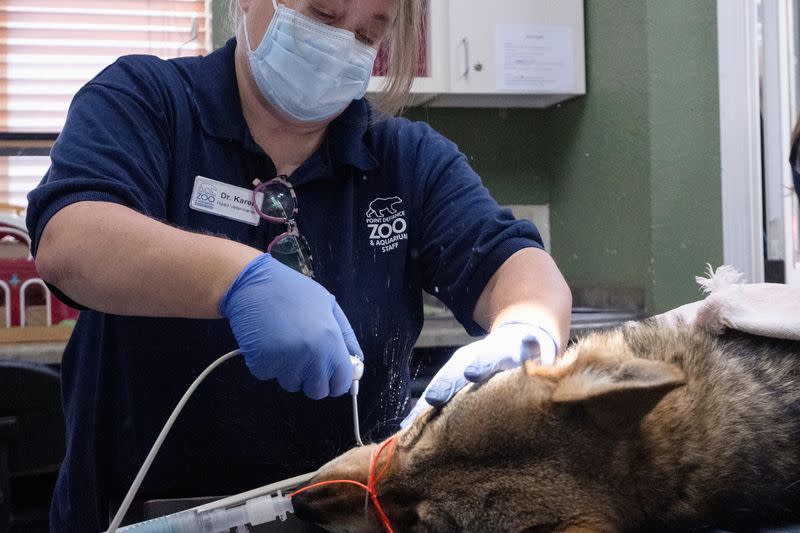 An endangered red wolf receives a dental exam and health checkup in Washington state