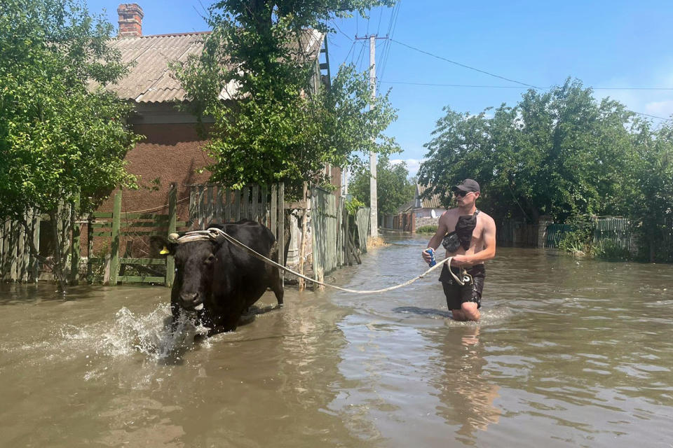 Ein Mann evakuiert eine Kuh aus einem überfluteten Viertel in Cherson. (Foto: dpa)