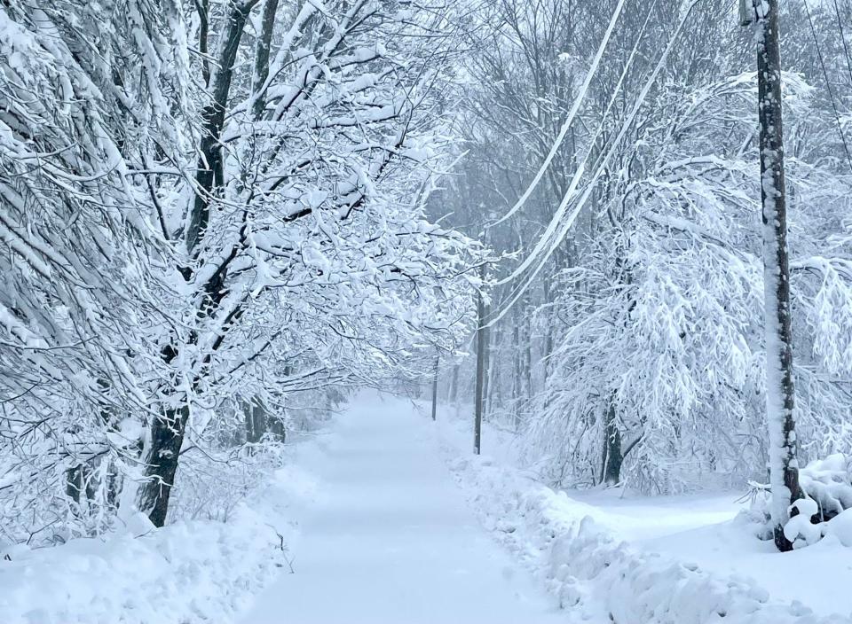 ASHBURNHAM- More than a foot of snow has fallen and trees are weighed down in Ashburnham, at 1,200 feet of elevation.