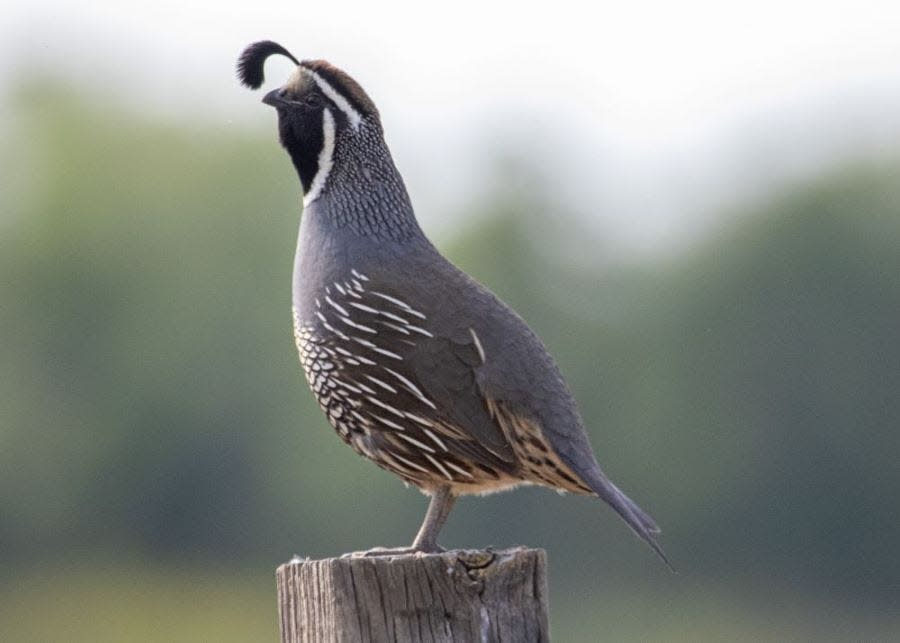 California is home to three species of quail: Mountain, California and Gambel’s quail.