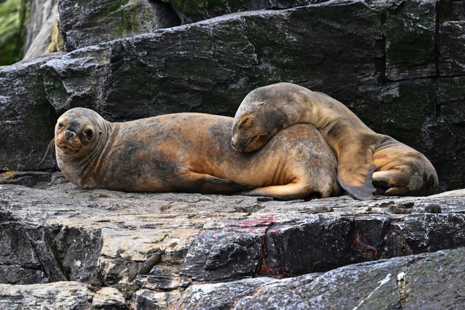 (Photo by MARTIN BERNETTI/AFP via Getty Images)