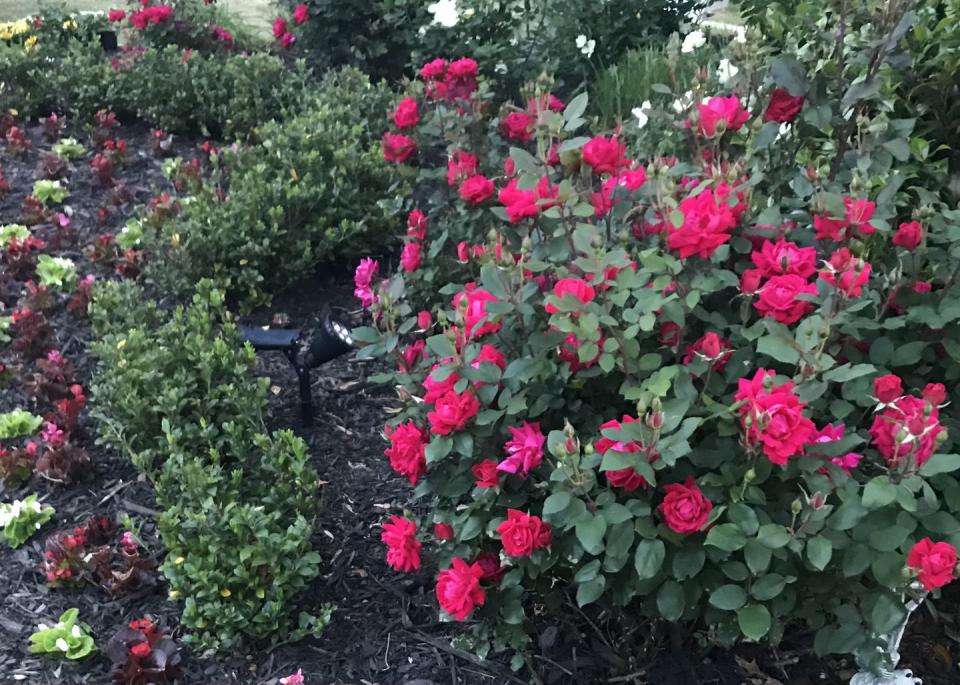 low maintenance front yard ideas roses