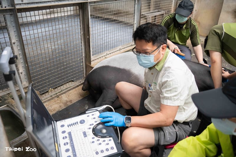 獸醫在2023年8月21日替「貘莉」進行定期超音波檢查時，首次發現小傢伙的影子，開心地宣布「貘莉」又要當媽了。（圖取自台北市立動物園網站）
