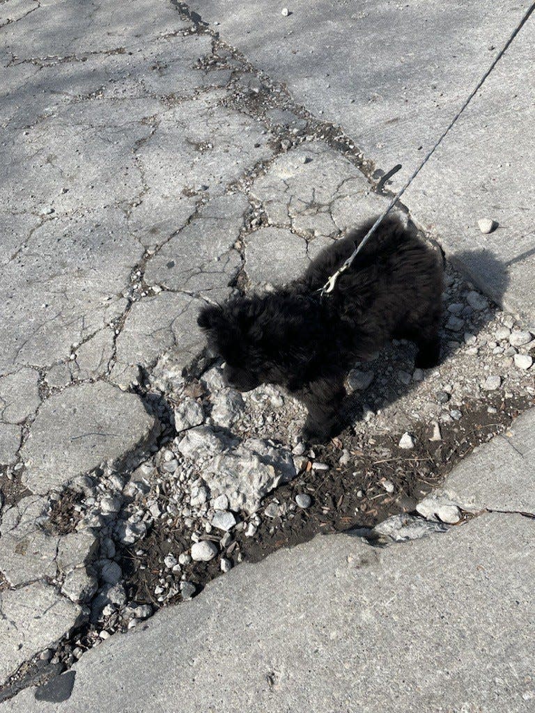 A Milwaukee pothole at puppy scale in the 4100 block of North 39th Street. It was repaired by the city after several neighbors complained.