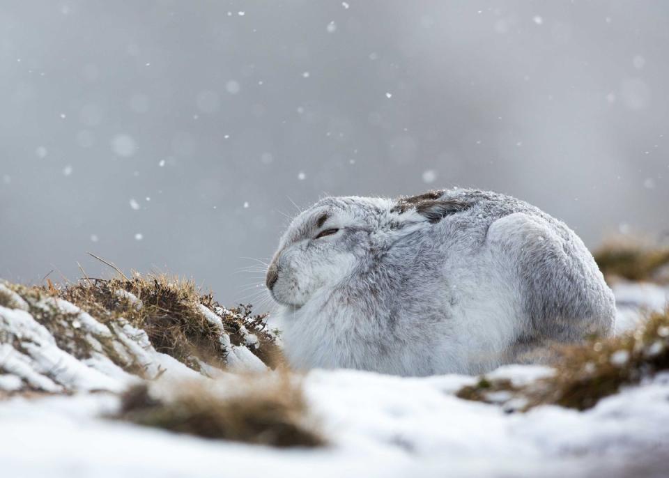 <p>A mountain hare hunkers down in a snow storm in the Cairngorm Mountains</p>