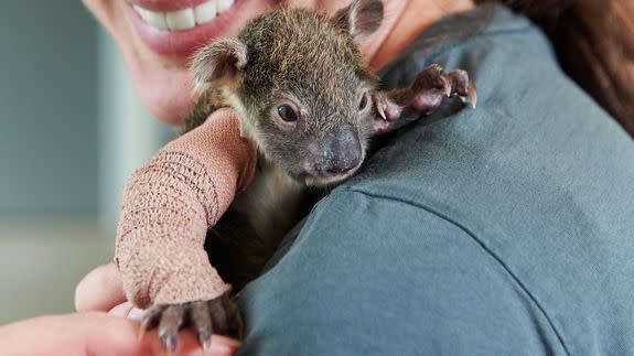 Orphaned baby koala gets a tiny arm cast after falling from tree