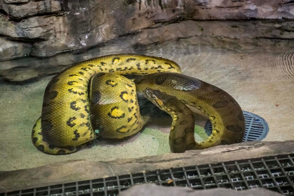 Olive, a 15.2-foot green anaconda, is the longest snake that has ever lived at the Milwaukee County Zoo.