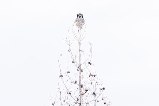 <p>Liron Gertsman/Audubon Photography Awards/2023 Professional Honorable Mention</p>