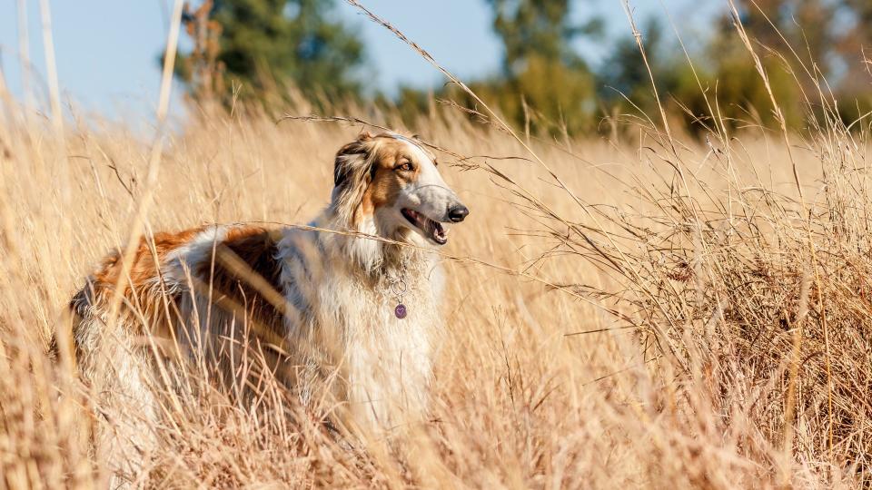 Borzoi in a field