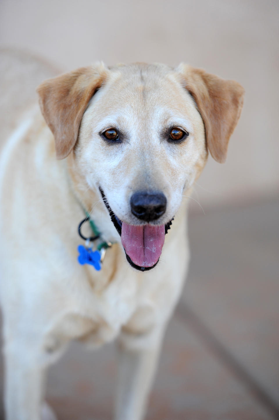 Nothing makes Sashay happier than meeting new people, getting attention.  playing fetch and going swimming. Sashay loves car rides and is a perfect companion in the car.   As she is a slightly older Lab-mix girl, Sashay has some weakness in her hind end and a few fatty lumps. But that won't stop her from jumping for joy and sashaying when she meets you.   Sashay is available for adoption from <a href="https://www.facebook.com/bestfriendsanimalsociety/?fref=ts" target="_blank">Best Friends Animal Society</a>'s sanctuary in Kanab, Utah. <a href="http://bestfriends.org/adopt/adopt-our-sanctuary/9166115/sashay" target="_blank">Here's her adoption listing</a>.