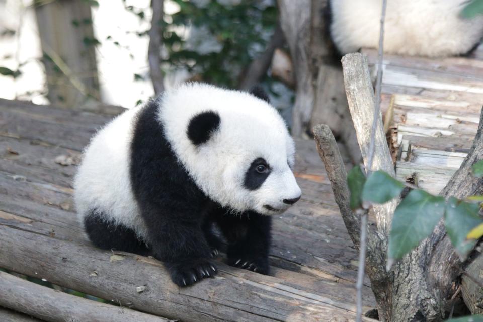 Panda's are usually Leos.