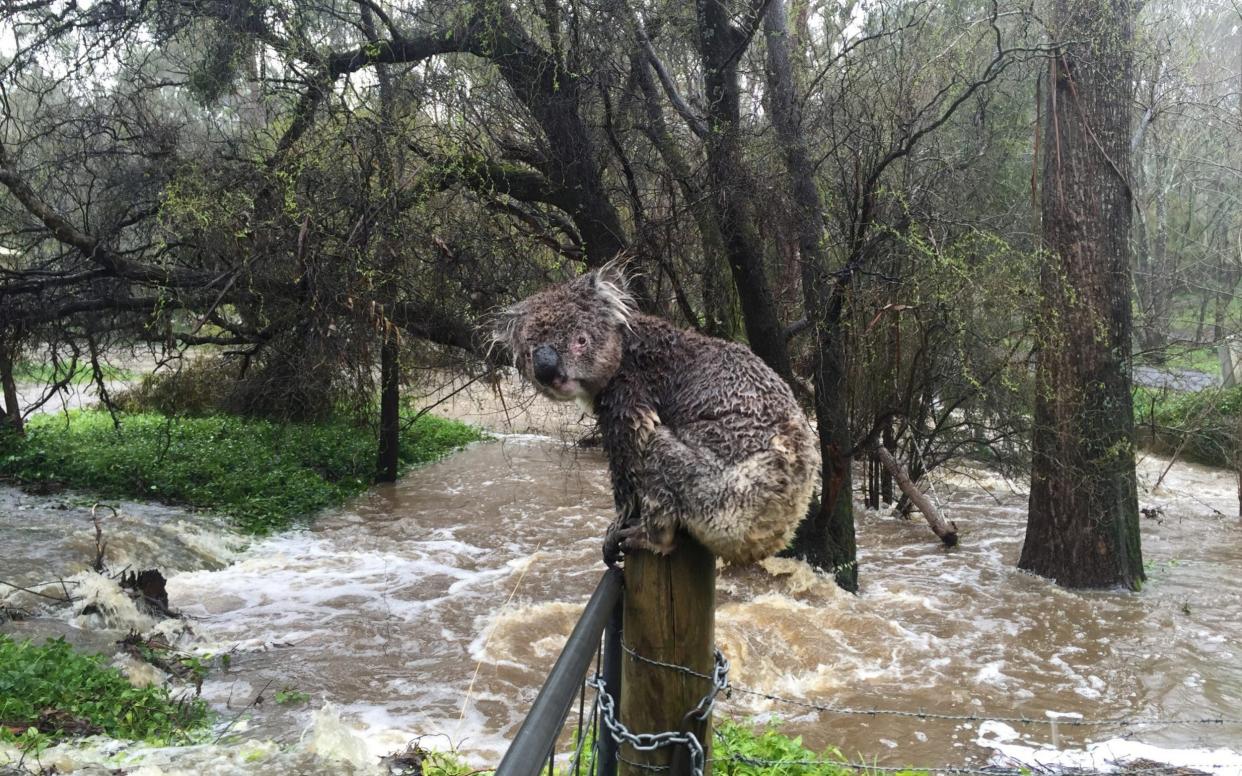 A koala soaked by rushing flood water below in Stirling, in the Adelaide Hills in South Australia  - Reuters