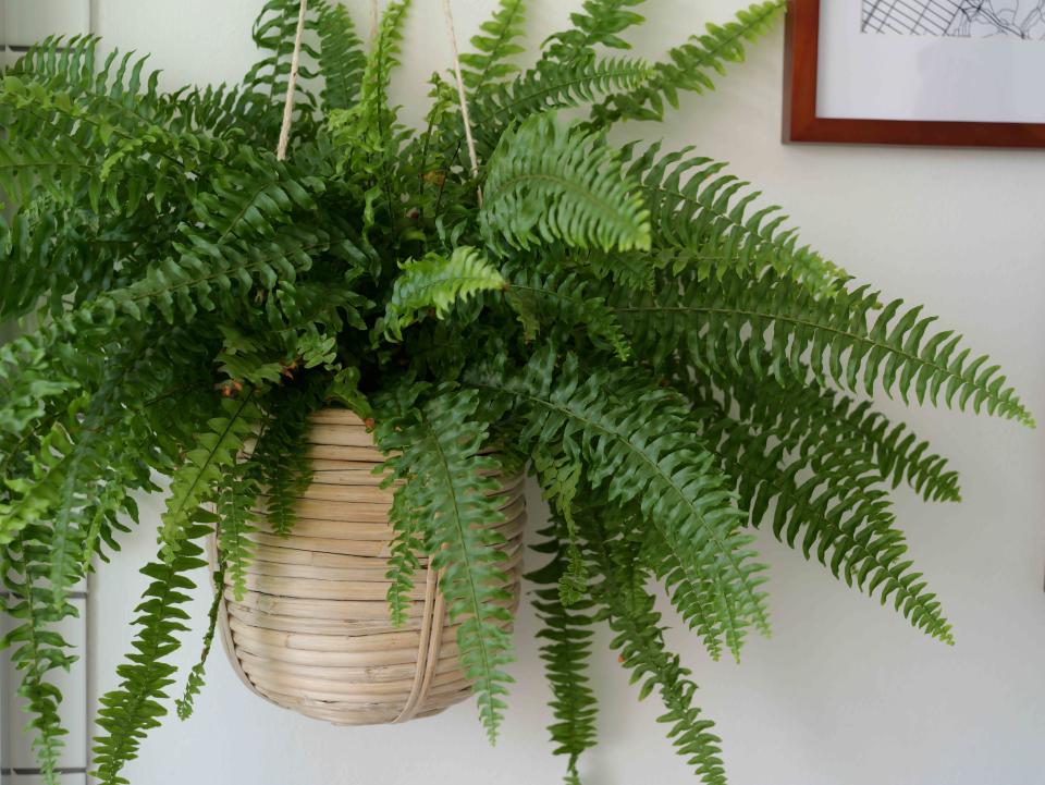 Close up photo of a boston fern plant