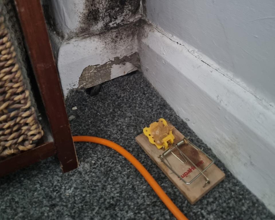 A mouse trap set up near a mouse hole in Cassie's home. (SWNS)