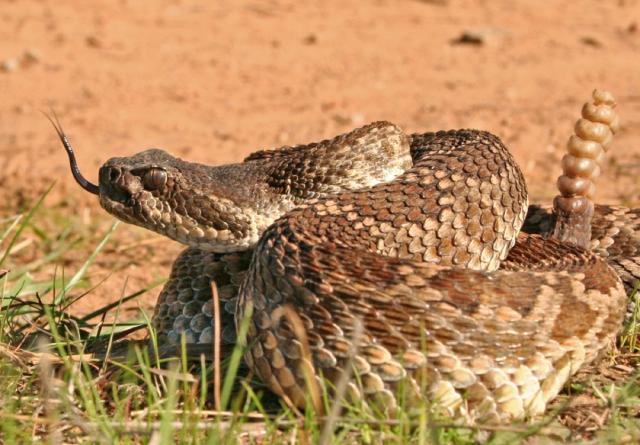 can rattlesnakes smell