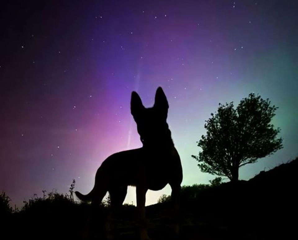 英國警犬Chase在出任務時，恰巧邂逅美麗極光，並抓拍到神祕的浪漫剪影。（翻攝自IG @South Yorkshire Police）