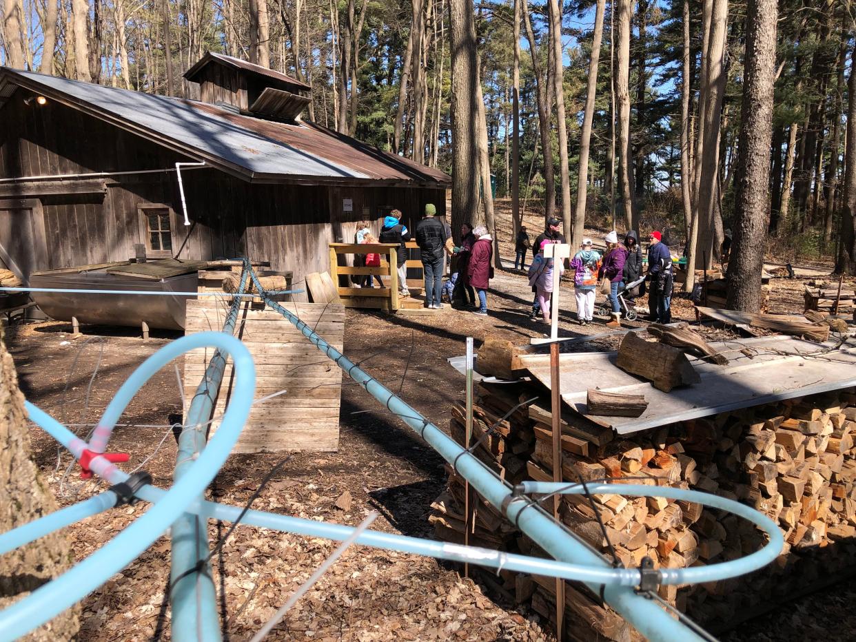 Blue tubes collect sap from maple trees and deliver it to the sugar house at Bendix Woods County Park in New Carlisle as visitors to Sugar Camp Days in 2023 line up for tours.