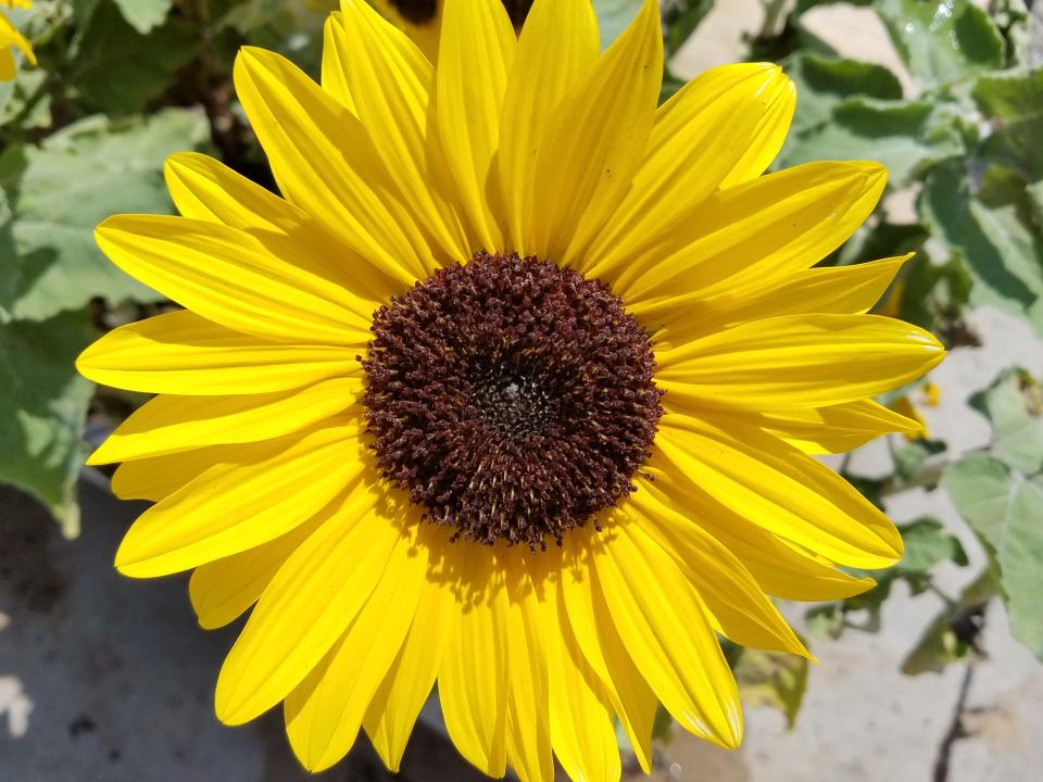 Sunflowers are easy to grow and come in a variety of sizes.