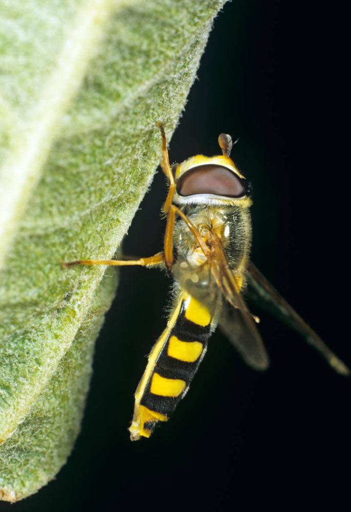 Many hoverfly have black and yellow markings.