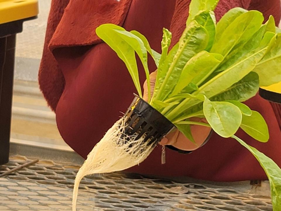 A leaf lettuce plant shows off its successful growth in a hydroponic system. The plant’s roots reach into the water and fertilizer mixture in the tote where they take nutrients the plant’s needs.