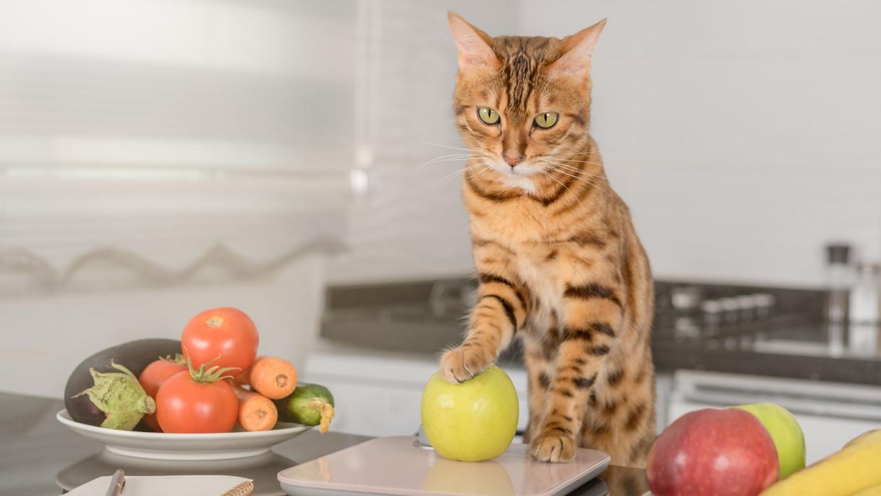  Bengal cat sitting on a kitchen worktop with his paw on an apple. 