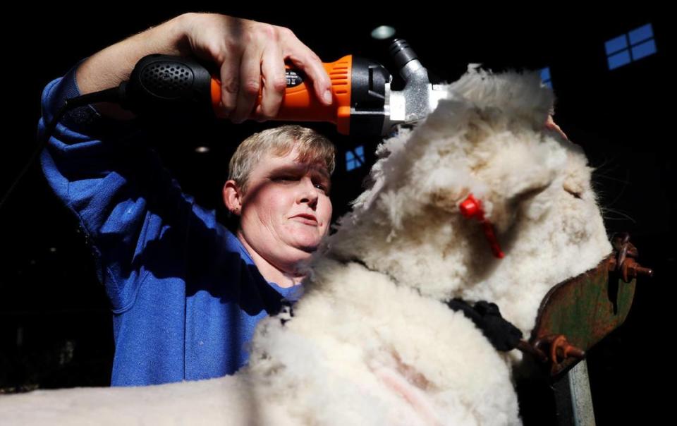 Megean Pretre of Paris, TX shears Sunshine, a Southdown breeding sheep, for her daughter, Sarea, 12.. The sheep are shorn once they arrive at the barns in order for the judges to see the anatomy of the sheep better.