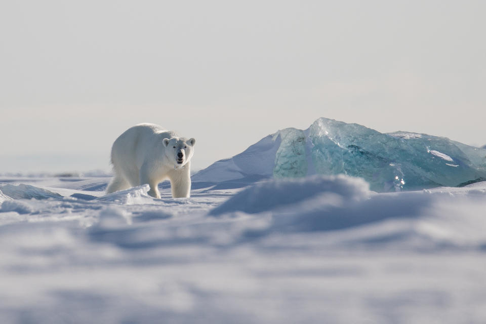 A beautiful female polar bear is walking on the sea ice on the east coast of Svalbard.